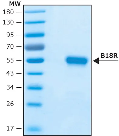 Sigma-Aldrich Vaccinia Virus B18R protein, recombinant expressed in HEK 293 cells, Carrier-Free,重组体,在HEK 293细胞中表达,检测内毒素,适用于细胞培养,无载体