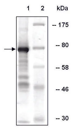 Sigma-Aldrich A20 人,重组,在杆状病毒感染的Sf 9细胞中表达,≥20%(SDS-PAGE)