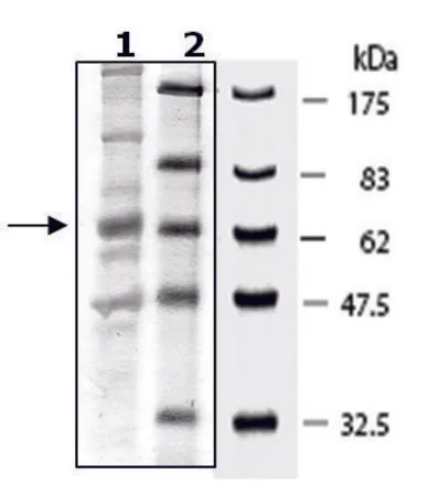 Sigma-Aldrich Sestrin 2 human,重组,在杆状病毒感染的Sf 9细胞中表达,≥35%(SDS-PAGE)