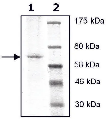 Sigma-Aldrich HDAC10 FLAG tag active human，重组，在杆状病毒感染的Sf 9细胞中表达，≥38%（SDS-PAGE）
