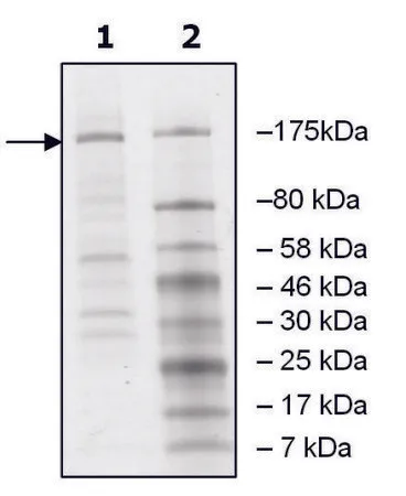 Sigma-Aldrich JMJD1A human，重组，在杆状病毒感染的Sf 9细胞中表达，≥40%（SDS-PAGE）