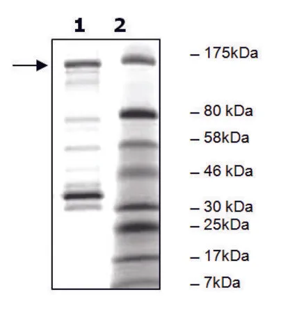Sigma-Aldrich PDE4A4B active human,重组,在杆状病毒感染的Sf 9细胞中表达,≥40%(SDS-PAGE)