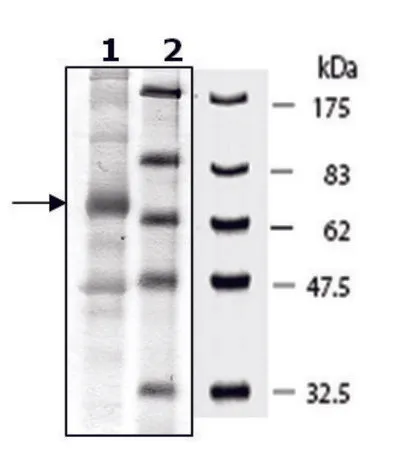 Sigma-Aldrich Sestrin 1 human,重组,在杆状病毒感染的Sf 9细胞中表达,≥44%(SDS-PAGE)