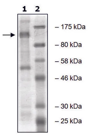 Sigma-Aldrich EZH2 human,重组,在杆状病毒感染的Sf 9细胞中表达,≥49%(SDS-PAGE)