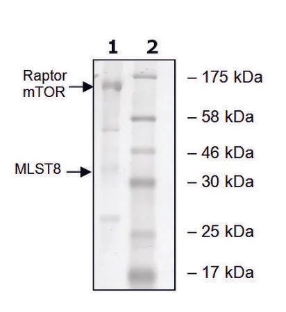 Sigma-Aldrich mTOR/Raptor/MLST8 human,重组,在杆状病毒感染的Sf 9细胞中表达,≥50%(SDS-PAGE)