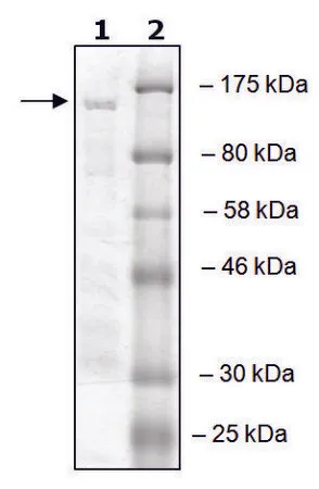 Sigma-Aldrich RNF20 active human,重组,在杆状病毒感染的Sf 9细胞中表达,≥50%(SDS-PAGE)