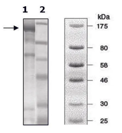 Sigma-Aldrich PDE2A active rat，重组，在杆状病毒感染的Sf 9细胞中表达，≥56%（SDS-PAGE）