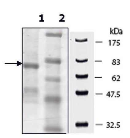 Sigma-Aldrich 人 PADI-2，重组，在杆状病毒感染的Sf 9细胞中表达，≥60%（SDS-PAGE）