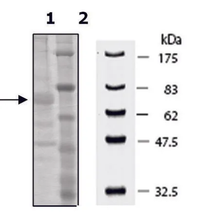 Sigma-Aldrich PADI-3 human，重组，在杆状病毒感染的Sf 9细胞中表达，≥60%（SDS-PAGE）