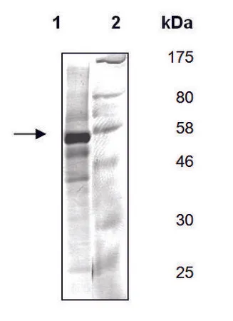 Sigma-Aldrich FYN A active human，重组，在杆状病毒感染的Sf 9细胞中表达，≥60%（SDS-PAGE）