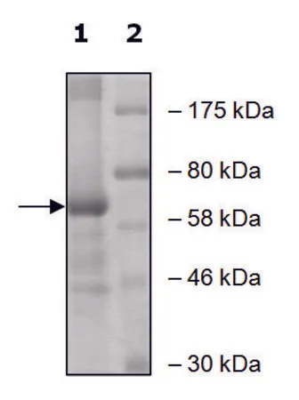 Sigma-Aldrich ALOX15 active human,重组,在杆状病毒感染的Sf 9细胞中表达,≥60%(SDS-PAGE)
