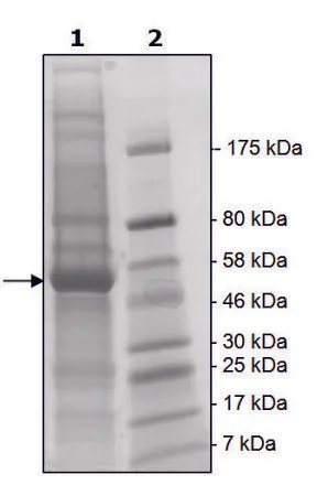 Sigma-Aldrich NEK2 active human,重组,在杆状病毒感染的Sf 9细胞中表达,≥65%(SDS-PAGE)