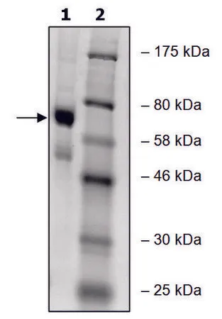 Sigma-Aldrich PADI-4 human,重组,在杆状病毒感染的Sf 9细胞中表达,≥65%(SDS-PAGE)