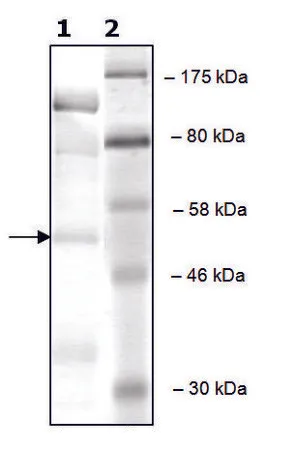 Sigma-Aldrich cKit active human,重组,在杆状病毒感染的Sf 9细胞中表达,≥70%(SDS-PAGE)