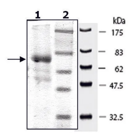 Sigma-Aldrich p70S6K active human,重组,在杆状病毒感染的Sf 9细胞中表达,≥70%(SDS-PAGE)