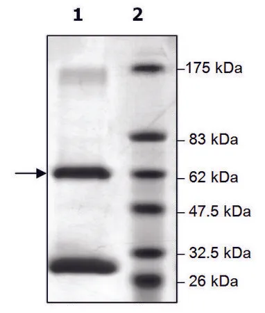 Sigma-Aldrich Jak1 active human,重组,在杆状病毒感染的Sf 9细胞中表达,≥70%(SDS-PAGE)