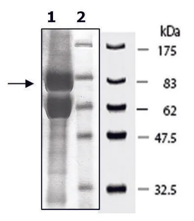 Sigma-Aldrich JMJD2b active human,重组,在杆状病毒感染的Sf 9细胞中表达,≥70%(SDS-PAGE)