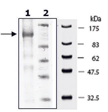 Sigma-Aldrich PDE5A1 active murine,重组,在杆状病毒感染的Sf 9细胞中表达,≥70%(SDS-PAGE)