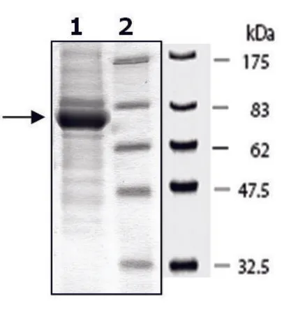 Sigma-Aldrich PKG1alpha active human,重组,在杆状病毒感染的Sf 9细胞中表达,≥70%(SDS-PAGE)