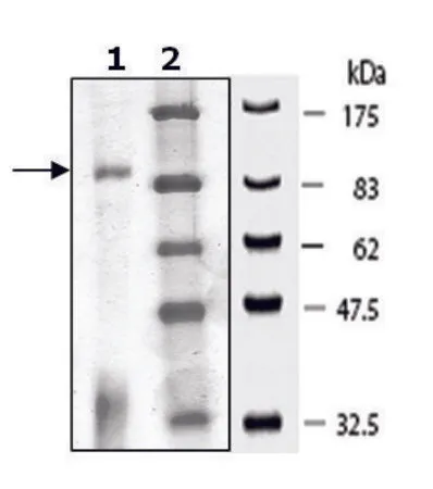 Sigma-Aldrich CHK2 active human,重组,在杆状病毒感染的Sf 9细胞中表达,≥70%(SDS-PAGE)