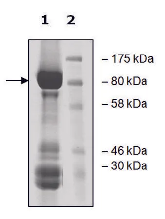 Sigma-Aldrich TRKC active human,重组,在杆状病毒感染的Sf 9细胞中表达,≥70%(SDS-PAGE)