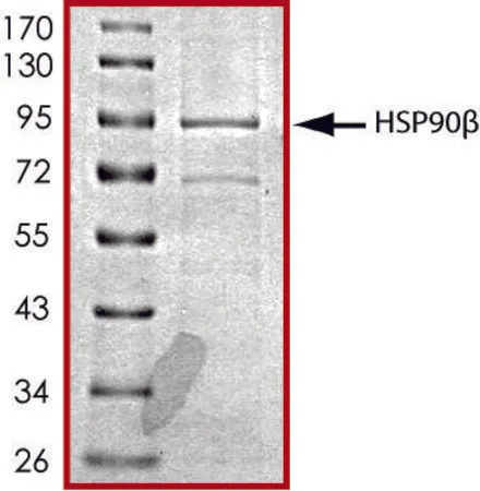 Sigma-Aldrich HSP90β,His 标记 人,重组体,在杆状病毒感染的Sf 9细胞中表达,≥70%(SDS-PAGE),甘油缓冲水溶液