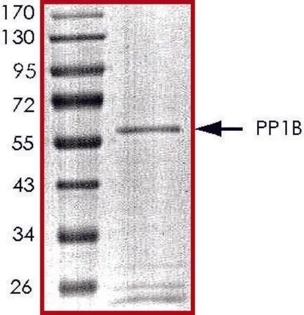 Sigma-Aldrich PP1B, active, GST tagged human,重组体,在杆状病毒感染的Sf 9细胞中表达,≥70%(SDS-PAGE),甘油缓冲水溶液