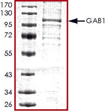 Sigma-Aldrich GAB1, His tagged human,重组体,在杆状病毒感染的Sf 9细胞中表达,≥70%(SDS-PAGE),甘油缓冲水溶液