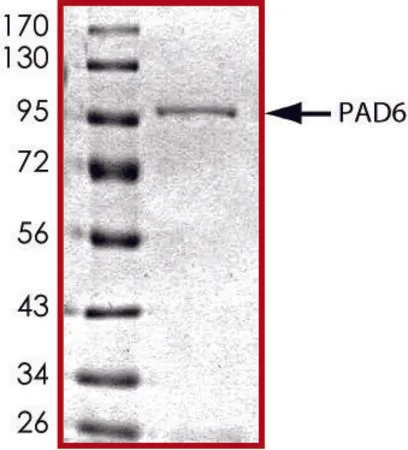 Sigma-Aldrich PAD6, GST tagged human,重组体,在杆状病毒感染的Sf 9细胞中表达,≥70%(SDS-PAGE),甘油缓冲水溶液