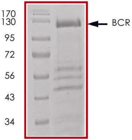 Sigma-Aldrich BCR (1-695), GST tagged human,重组体,在杆状病毒感染的Sf 9细胞中表达,≥70%(SDS-PAGE),甘油缓冲水溶液