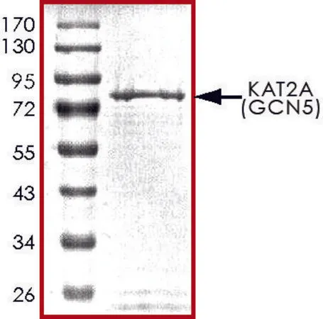 Sigma-Aldrich KAT2A (GCN5),活性,GST 标记 人,重组体,在杆状病毒感染的Sf 9细胞中表达,≥70%(SDS-PAGE),甘油缓冲水溶液