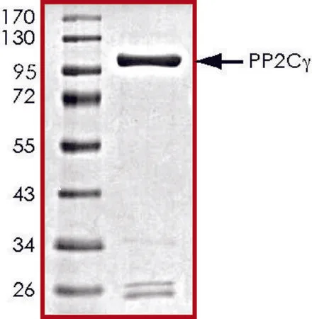 Sigma-Aldrich PP2C-γ, active, GST tagged human,重组体,在杆状病毒感染的Sf 9细胞中表达,≥70%(SDS-PAGE),甘油缓冲水溶液