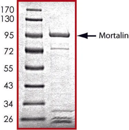 Sigma-Aldrich Mortalin (47-end), GST tagged human，重组体，在杆状病毒感染的Sf 9细胞中表达，≥70%（SDS-PAGE），甘油缓冲水溶液