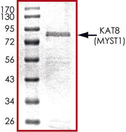 Sigma-Aldrich KAT8 (2-467), GST tagged human,重组体,在杆状病毒感染的Sf 9细胞中表达,≥70%(SDS-PAGE),甘油缓冲水溶液