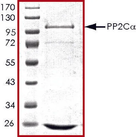 Sigma-Aldrich PP2C-α, active, GST tagged human,重组体,在杆状病毒感染的Sf 9细胞中表达,≥70%(SDS-PAGE),甘油缓冲水溶液