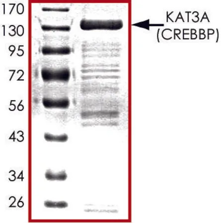 Sigma-Aldrich KAT3A (518-1207), GST tagged human,重组体,在杆状病毒感染的Sf 9细胞中表达,≥70%(SDS-PAGE),甘油缓冲水溶液