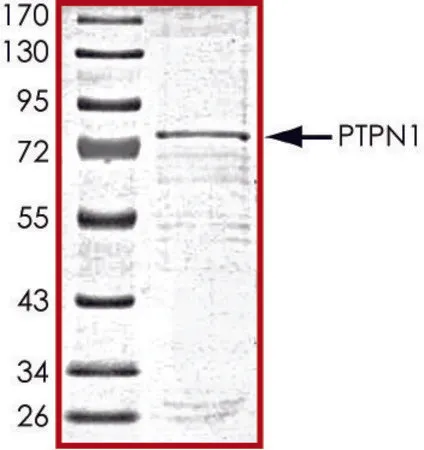 Sigma-Aldrich PTPN1, active, GST tagged human,重组体,在杆状病毒感染的Sf 9细胞中表达,≥70%(SDS-PAGE),甘油缓冲水溶液