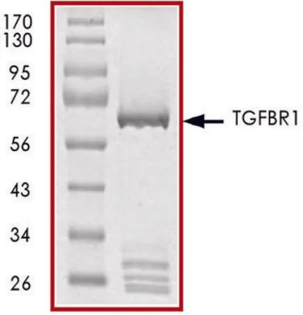 Sigma-Aldrich TGFβR1 (80-end), GST tagged human,重组体,在杆状病毒感染的Sf 9细胞中表达,≥70%(SDS-PAGE),甘油缓冲水溶液