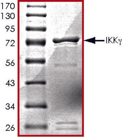 Sigma-Aldrich IKK-γ, GST tagged human，重组体，在杆状病毒感染的Sf 9细胞中表达，≥70%（SDS-PAGE），甘油缓冲水溶液