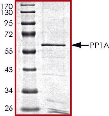 Sigma-Aldrich PP1A, active, GST tagged human,重组体,在杆状病毒感染的Sf 9细胞中表达,≥70%(SDS-PAGE),甘油缓冲水溶液