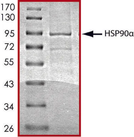 Sigma-Aldrich HSP90 α,His 标记 人,重组体,在杆状病毒感染的Sf 9细胞中表达,≥70%(SDS-PAGE),甘油缓冲水溶液