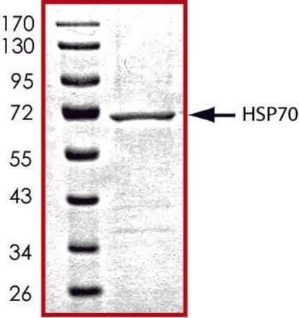 Sigma-Aldrich HSP70, His tagged human,重组体,在杆状病毒感染的Sf 9细胞中表达,≥70%(SDS-PAGE),甘油缓冲水溶液