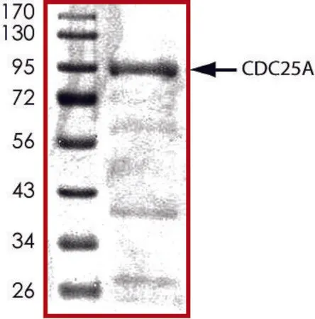 Sigma-Aldrich CDC25A, active, GST tagged human,重组体,在杆状病毒感染的Sf 9细胞中表达,≥70%(SDS-PAGE),甘油缓冲水溶液