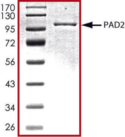Sigma-Aldrich PAD2, GST tagged from mouse,重组体,在杆状病毒感染的Sf 9细胞中表达,≥70%(SDS-PAGE),甘油缓冲水溶液
