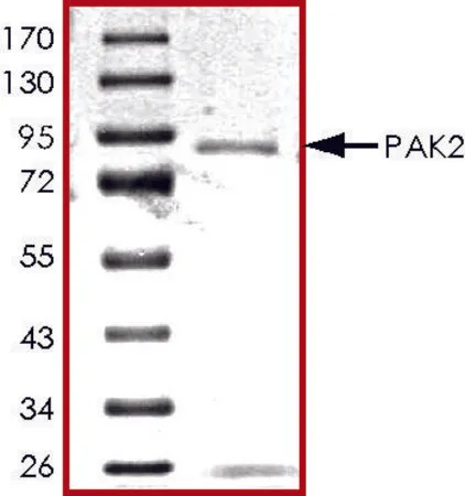 Sigma-Aldrich PAK2, GST tagged human,重组体,在杆状病毒感染的Sf 9细胞中表达,≥70%(SDS-PAGE),甘油缓冲水溶液