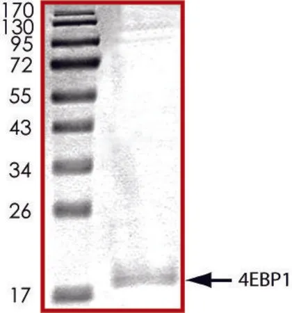 Sigma-Aldrich 4EBP1，His 标记 人，重组体，在杆状病毒感染的Sf 9细胞中表达，≥70%（SDS-PAGE），甘油缓冲水溶液