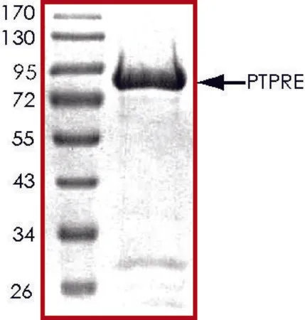 Sigma-Aldrich PTPRE, active, GST tagged human,重组体,在杆状病毒感染的Sf 9细胞中表达,≥70%(SDS-PAGE),甘油缓冲水溶液