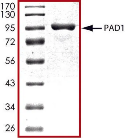 Sigma-Aldrich PAD1, GST tagged human,重组体,在杆状病毒感染的Sf 9细胞中表达,≥70%(SDS-PAGE),甘油缓冲水溶液