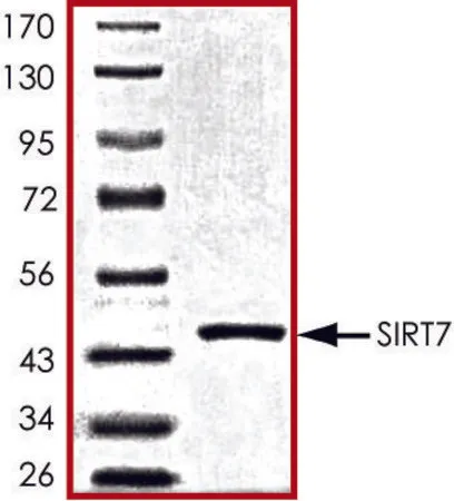 Sigma-Aldrich SIRT7, active, His tagged human,重组体,在杆状病毒感染的Sf 9细胞中表达,≥70%(SDS-PAGE),甘油缓冲水溶液