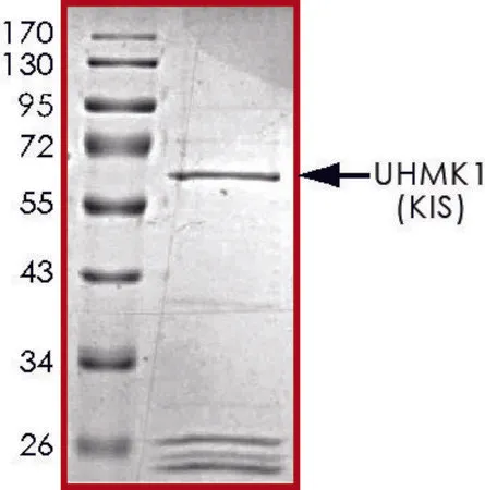 Sigma-Aldrich UHMK1 (KIS), GST tagged human,重组体,在杆状病毒感染的Sf 9细胞中表达,≥70%(SDS-PAGE),甘油缓冲水溶液